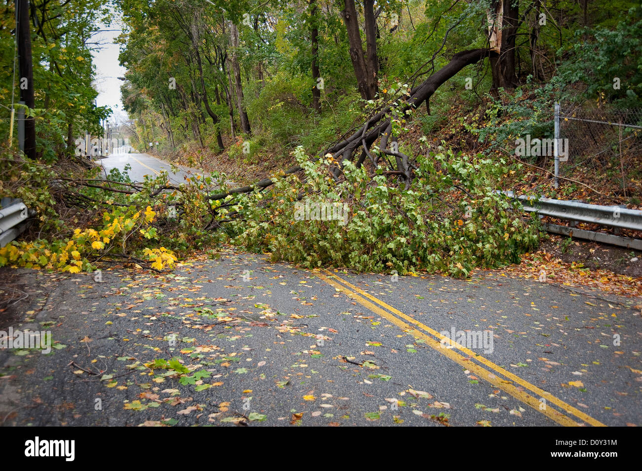 Tree In Road After Storm Damage Stock Photo