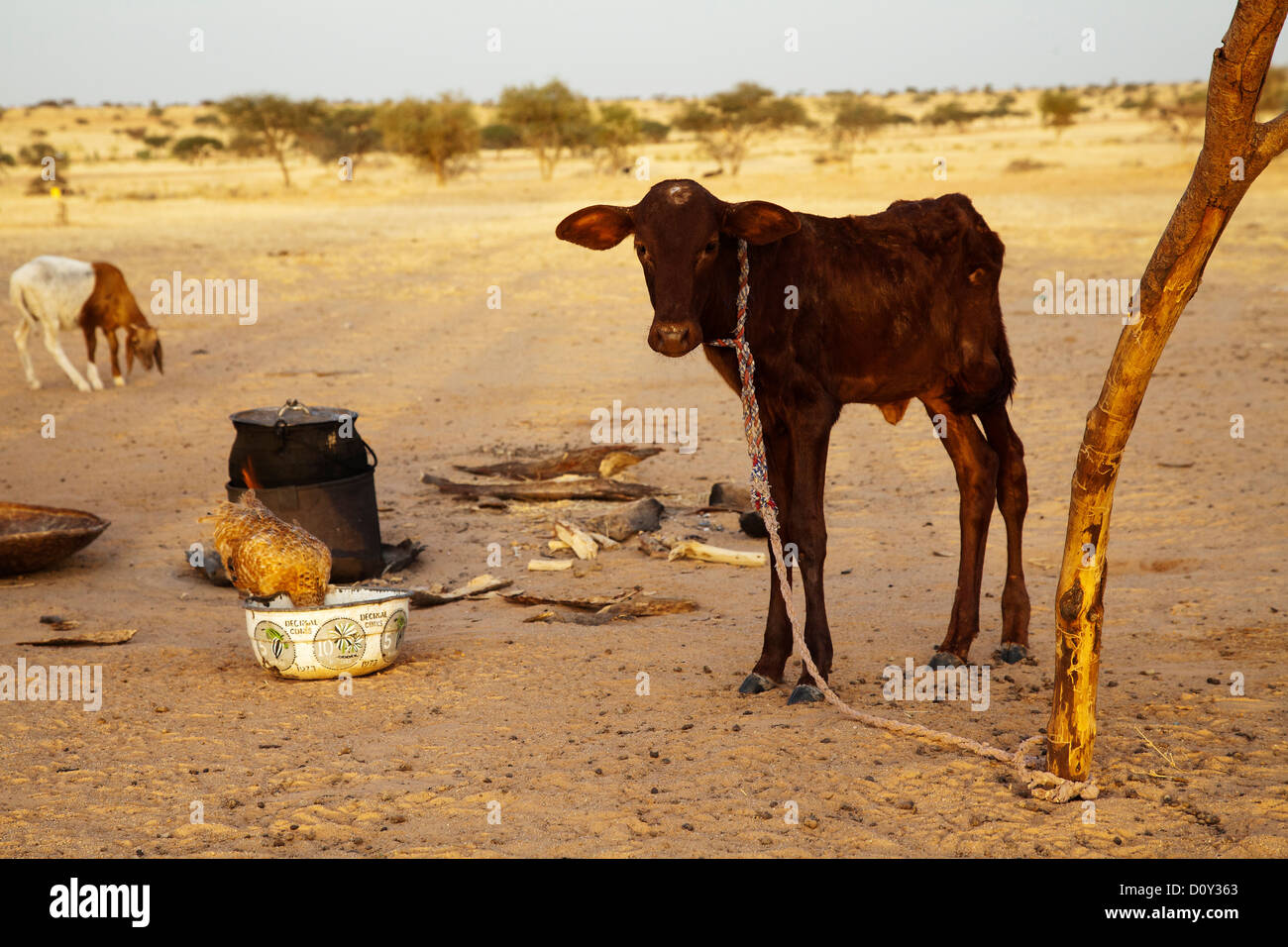 Tuareg animals in a settlement near Ingal, Niger, Africa Stock Photo