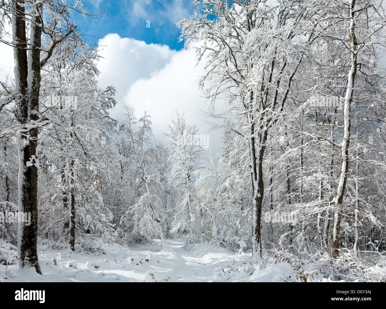 Snowbound winter earthroad Stock Photo