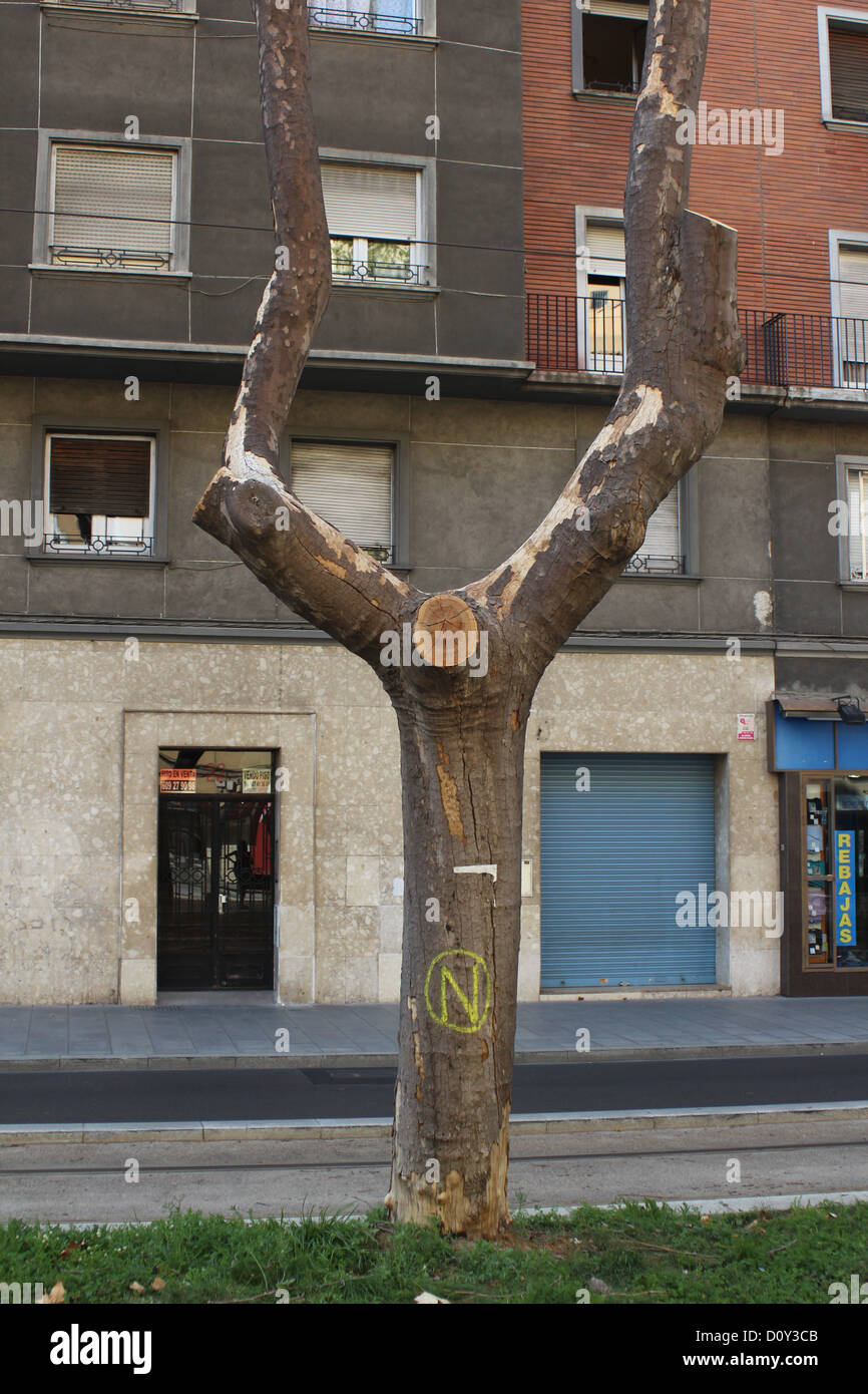 Pruned tree in Zaragoza, Spain Stock Photo Alamy