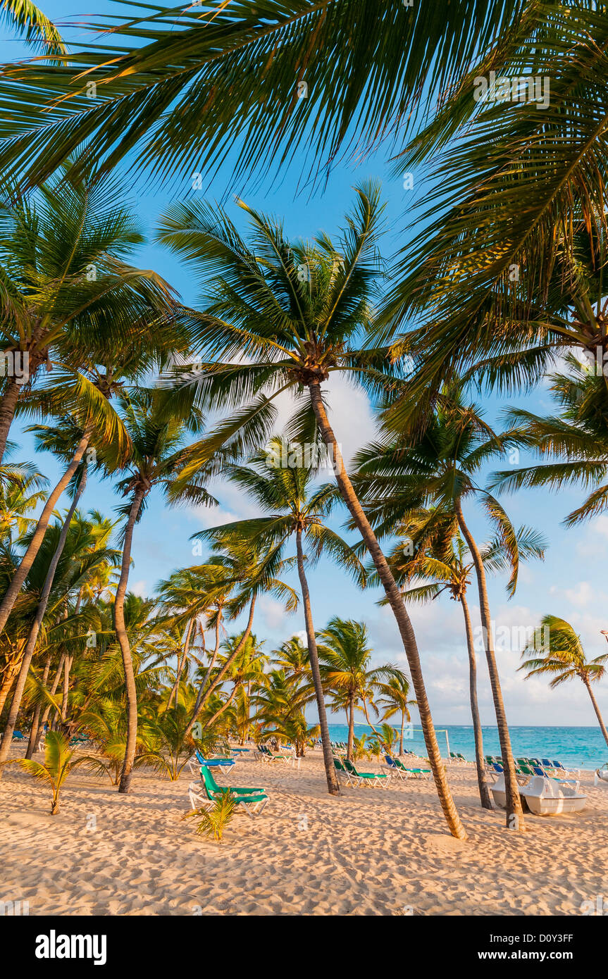 beach Punta Cana Dominican Republic caribbean Stock Photo - Alamy