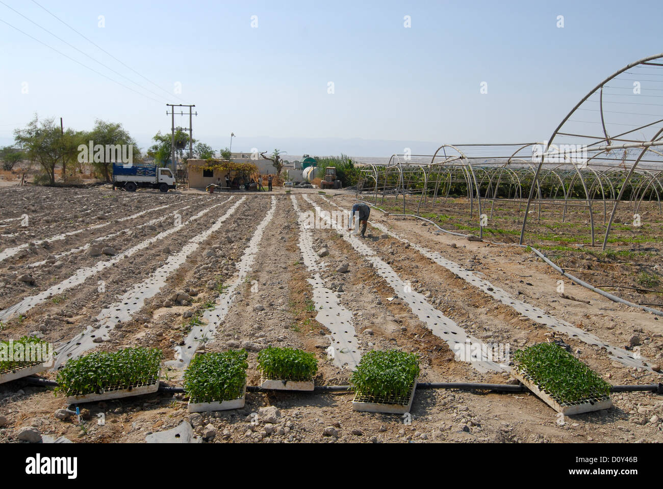 JORDAN, water shortage and agriculture in the Jordan valley , vegetable cultivation Stock Photo