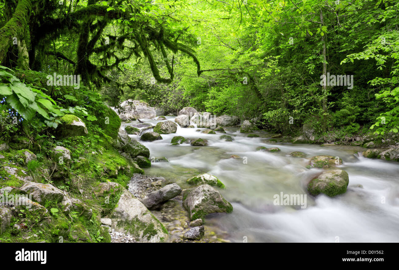 river in beautiful forest Stock Photo - Alamy