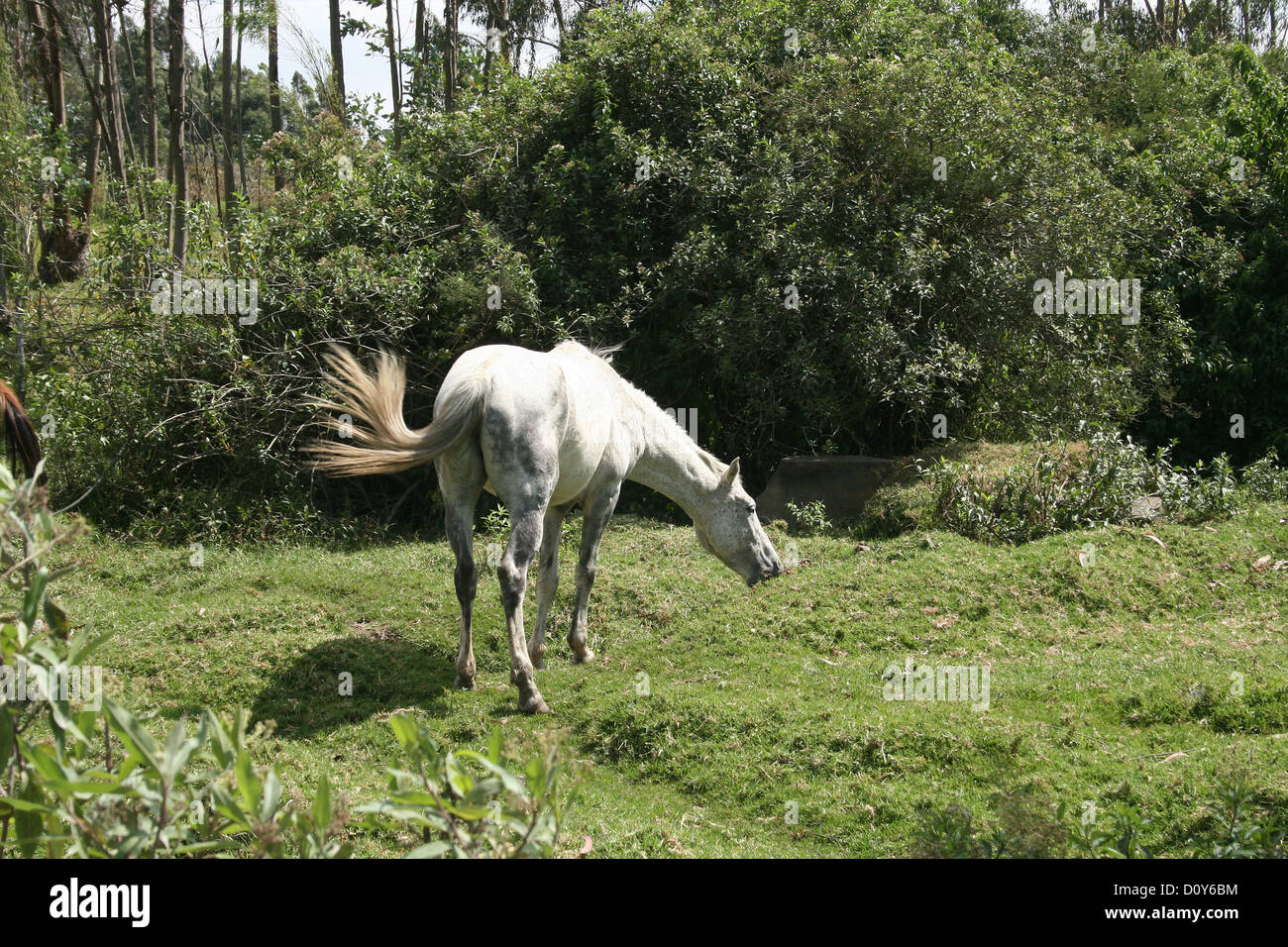 A white horse standing in a farmers pasture in Cotacachi, Ecuador Stock Photo