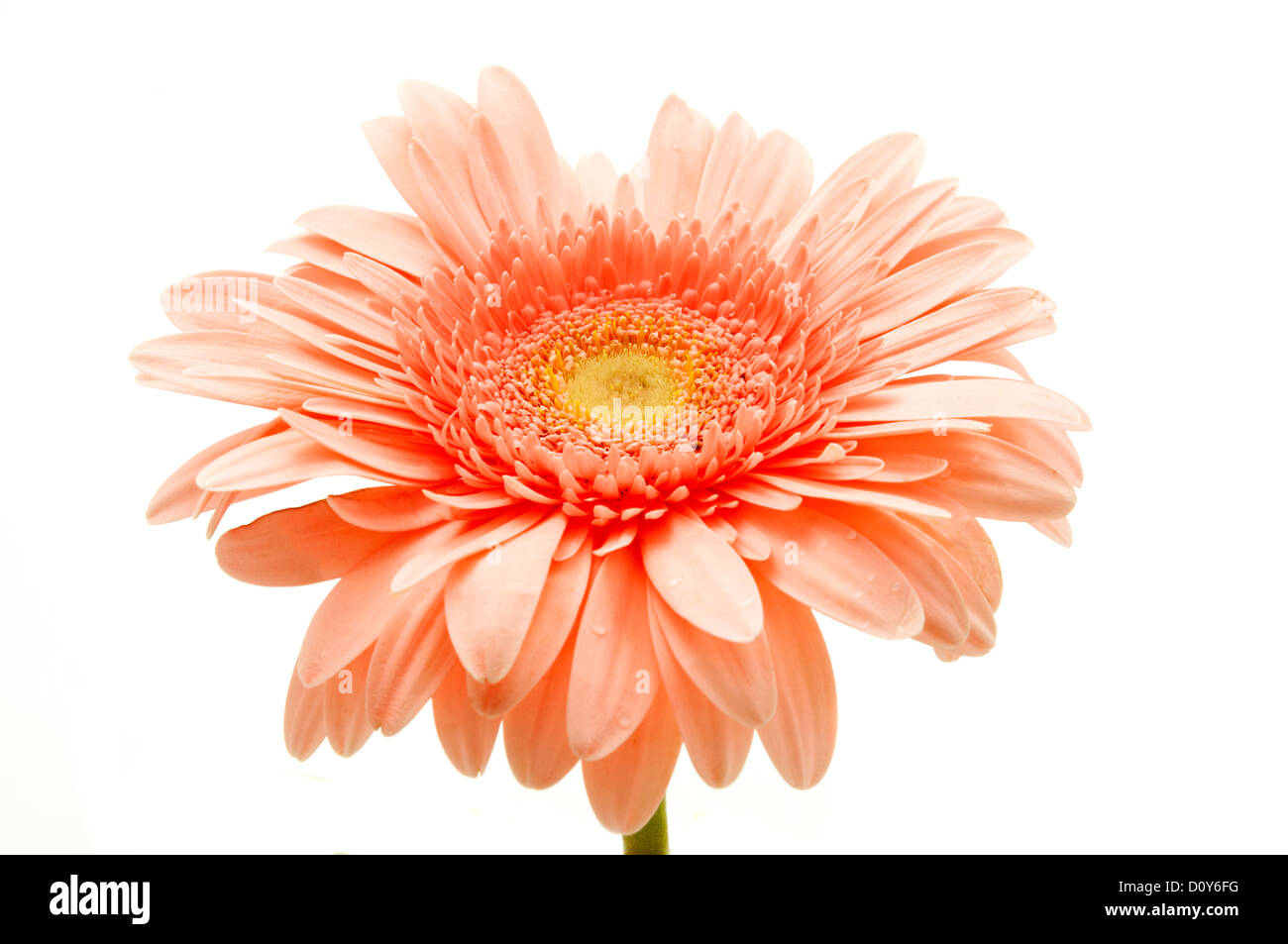 Pink gerbera on a white background Stock Photo