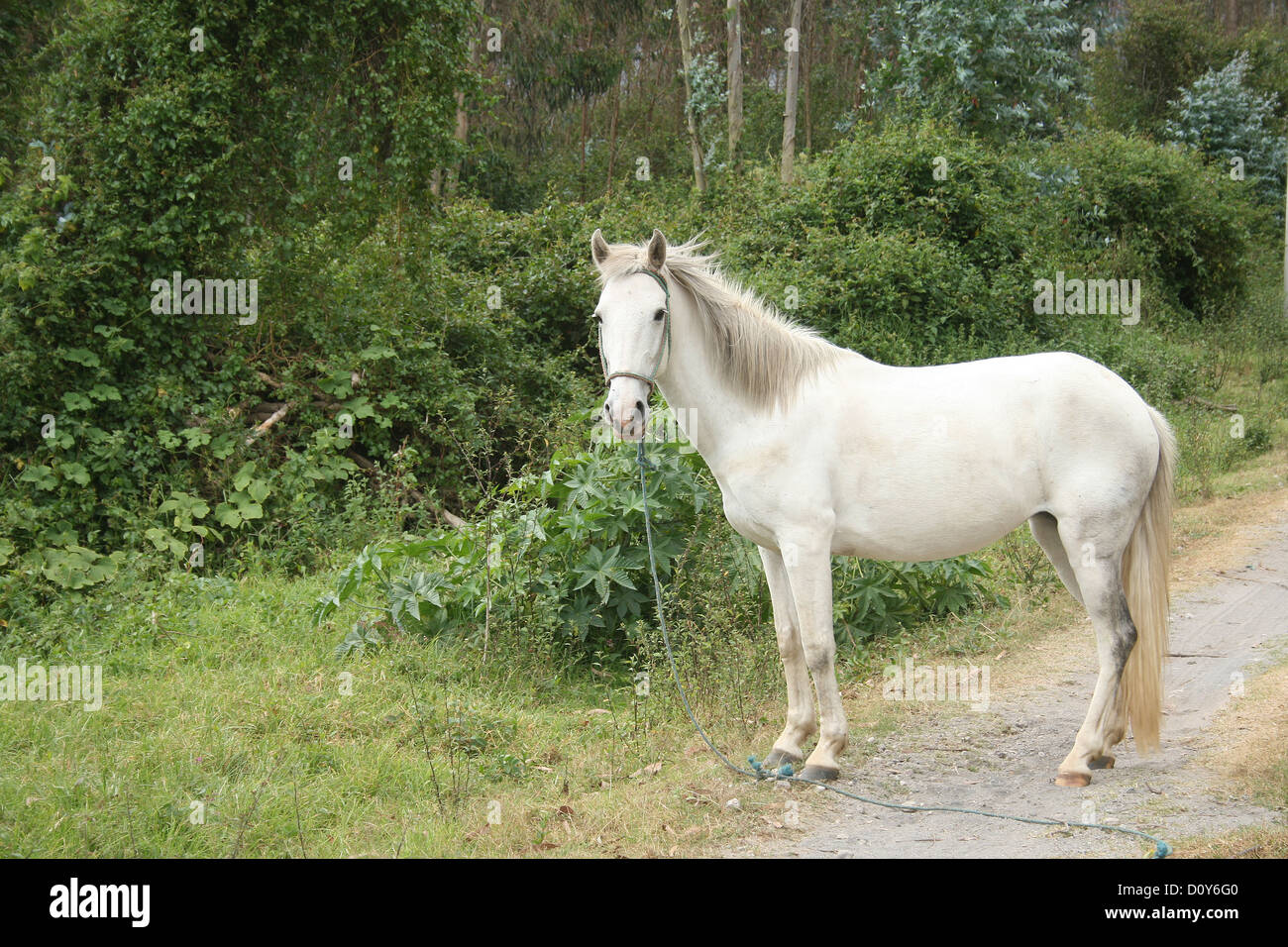 A white horse standing on the side of a road in Cotacachi, Ecuador Stock Photo