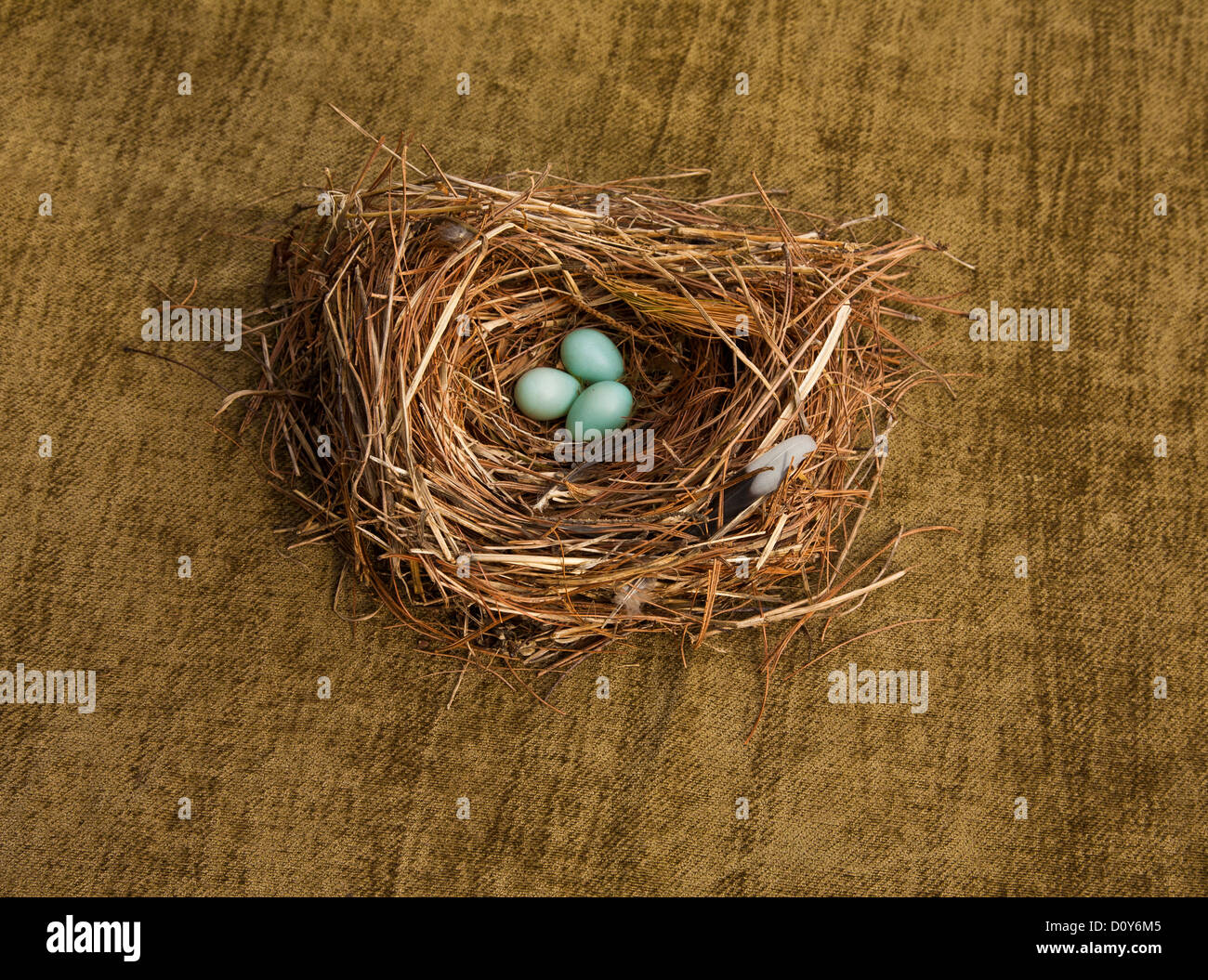 Three blue American Robin eggs still life, Turdus migratorius, in a nest, New Jersey, USA, FS 13.48 MB 300ppi Stock Photo