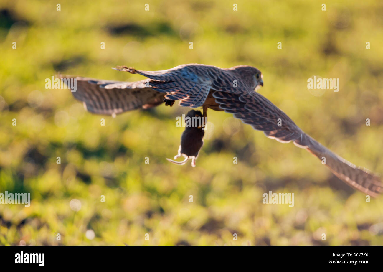Wild Kestrel, Falco tinnunculus in flight with prey Stock Photo