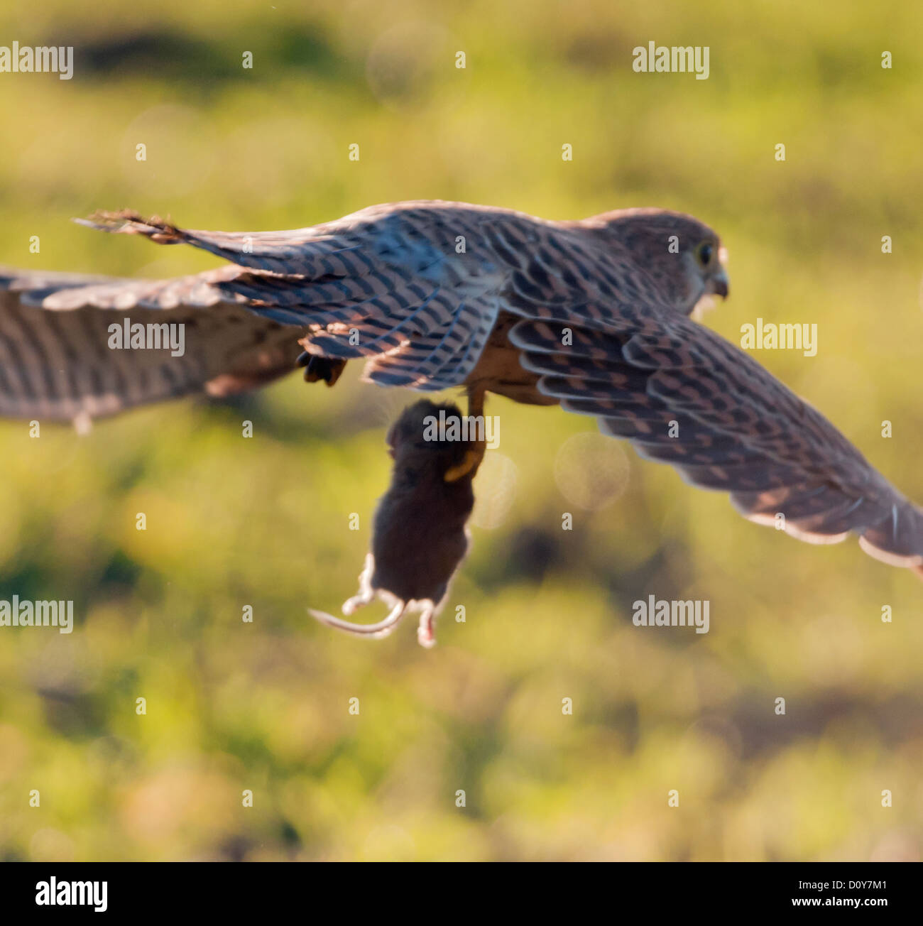 Wild Kestrel, Falco tinnunculus in flight with prey Stock Photo