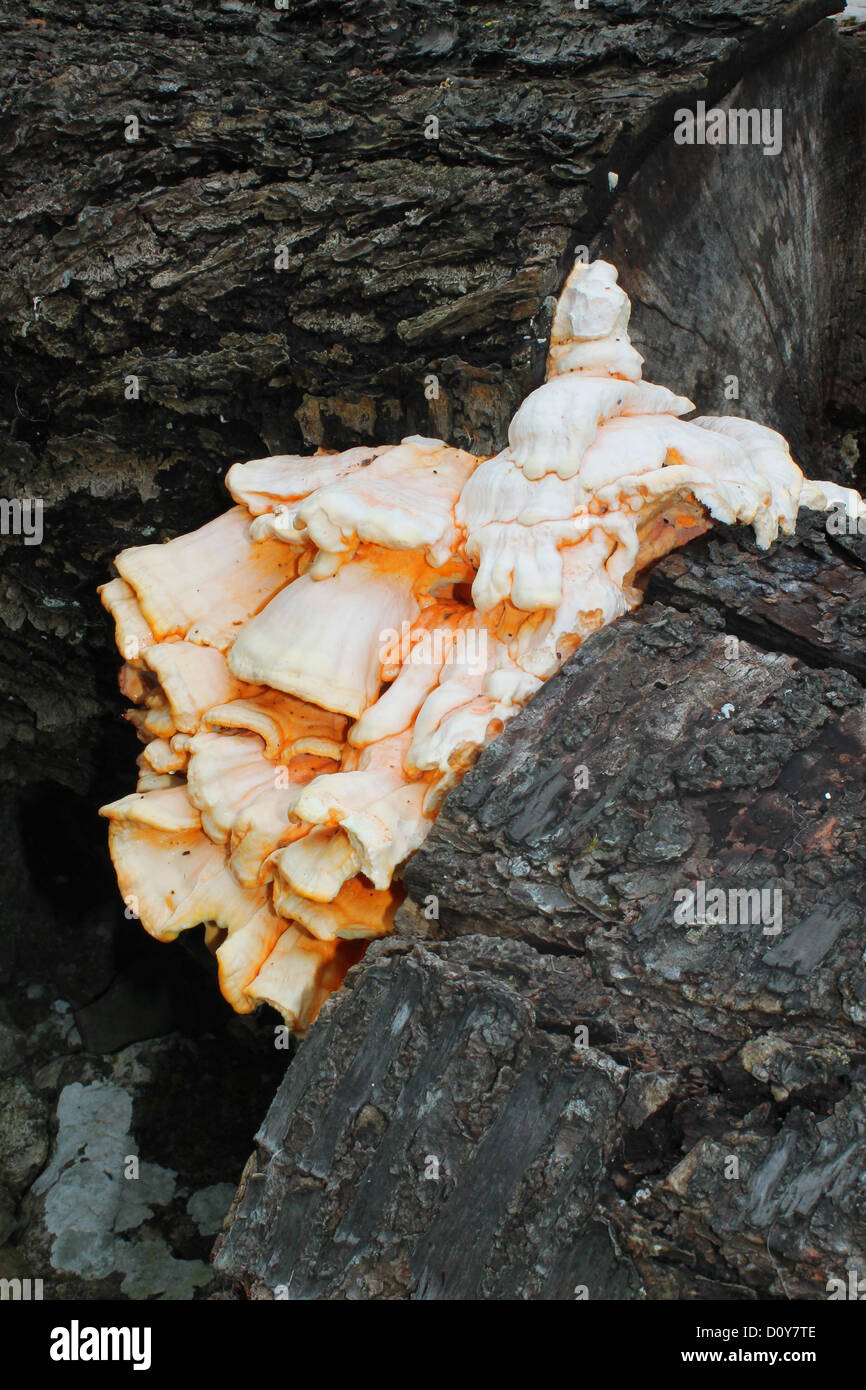 Chicken of the woods fungi growing on dead tree Stock Photo - Alamy