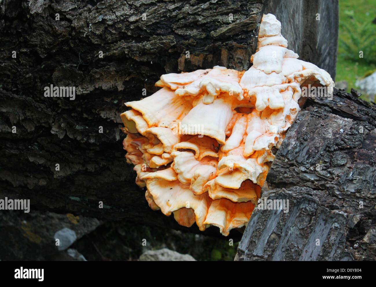 Growing on dead hardwood hi-res stock photography and images - Alamy