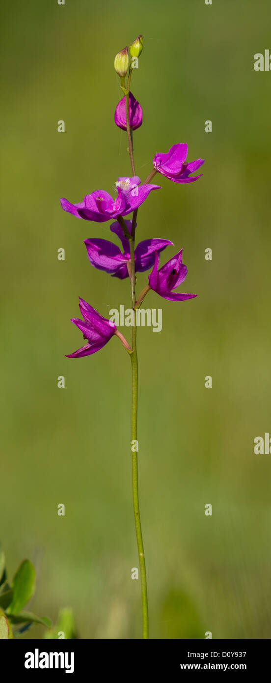 Isolated wild orchid ,Tuberous grasspink (Calopogon tuberosus.) Stock Photo