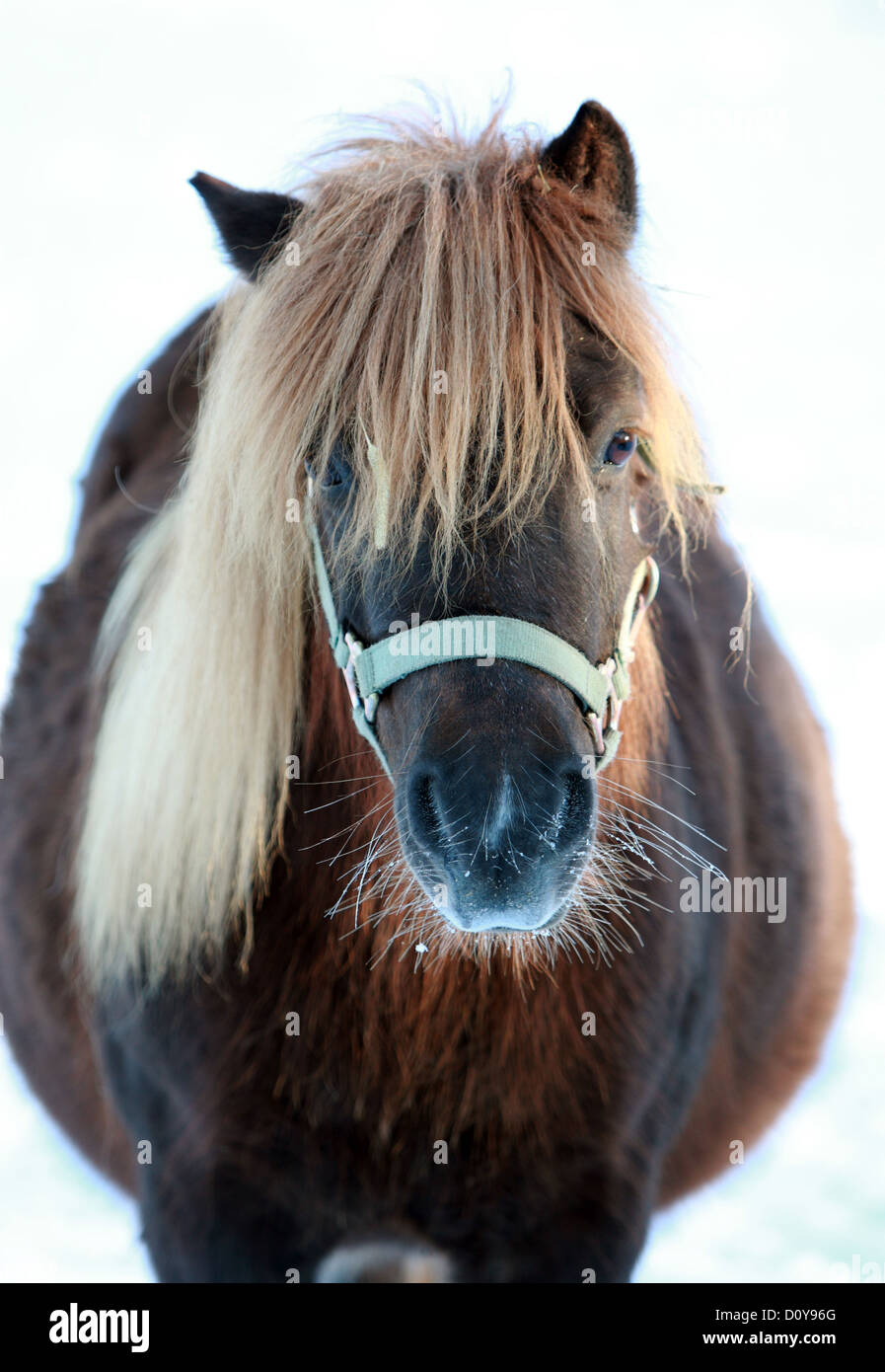 Väring, Sweden, promising Shetland pony in portrait Stock Photo