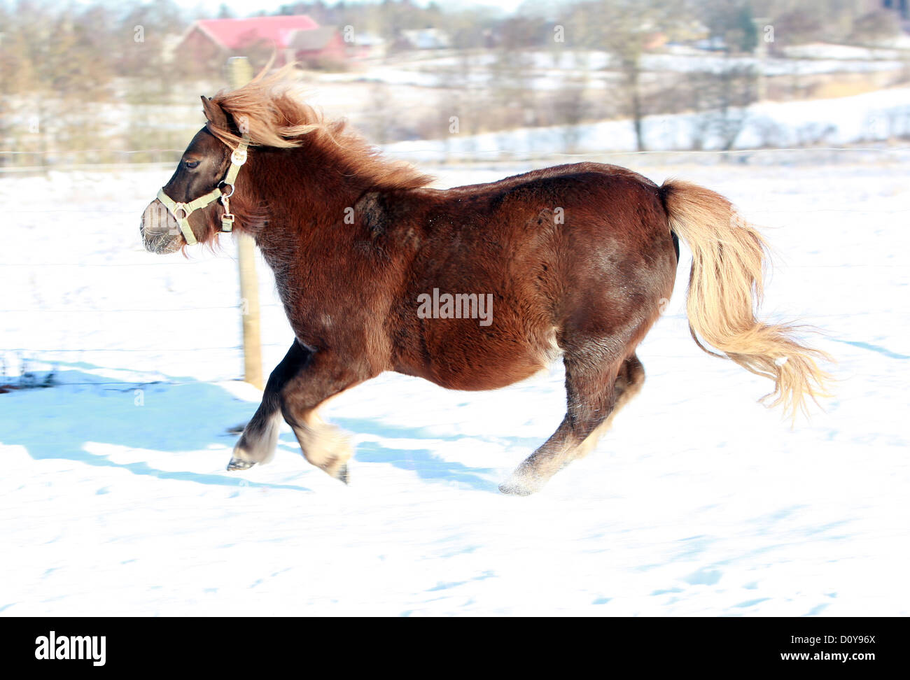 Väring, Sweden, promising Shetland pony gallops through the snow Stock Photo