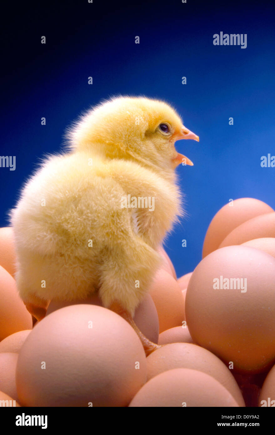 Baby chick standing on eggs Stock Photo - Alamy