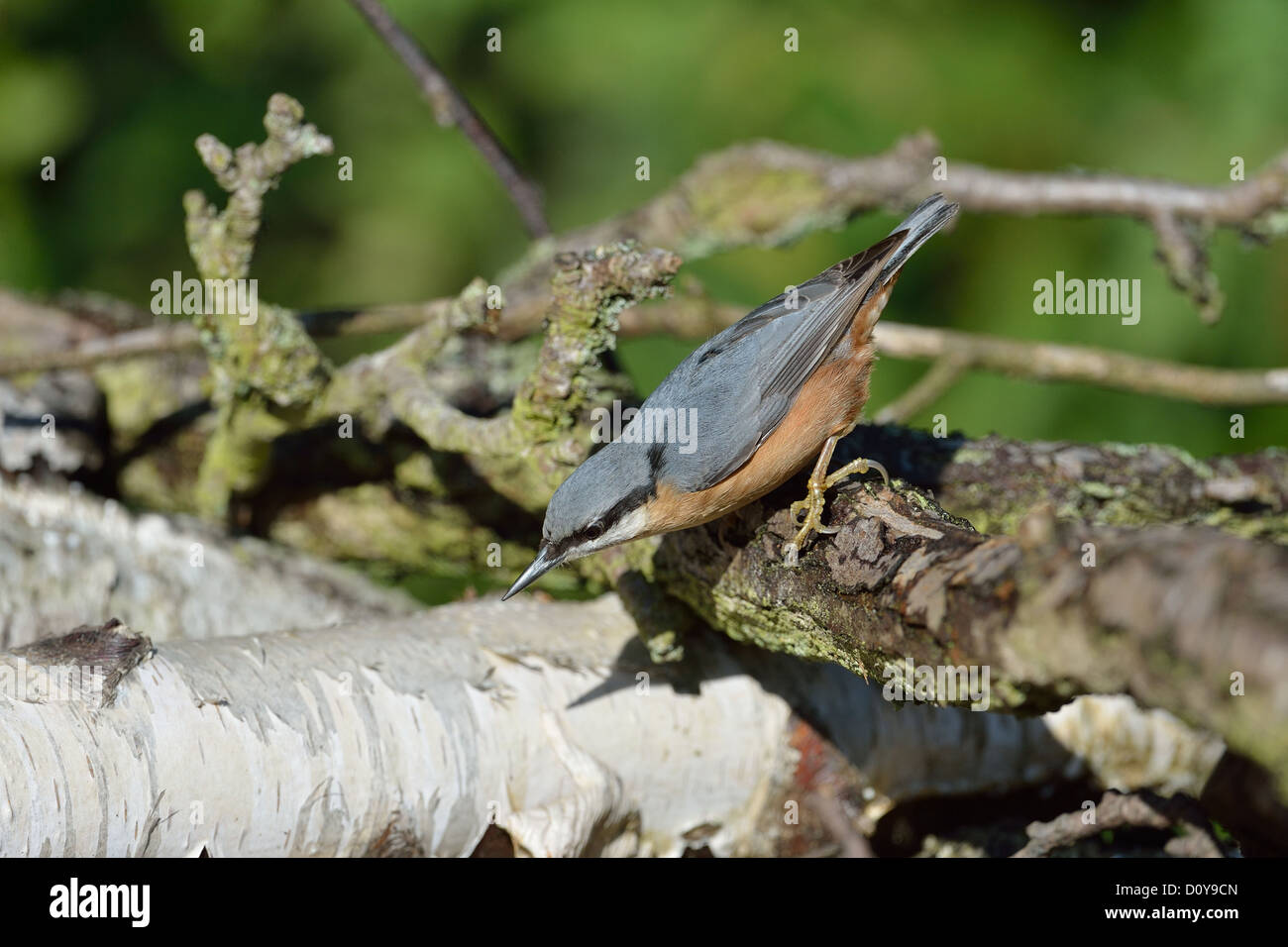 Eurasian Nuthatch (Sitta europaea) looking for food on a dead branch Stock Photo