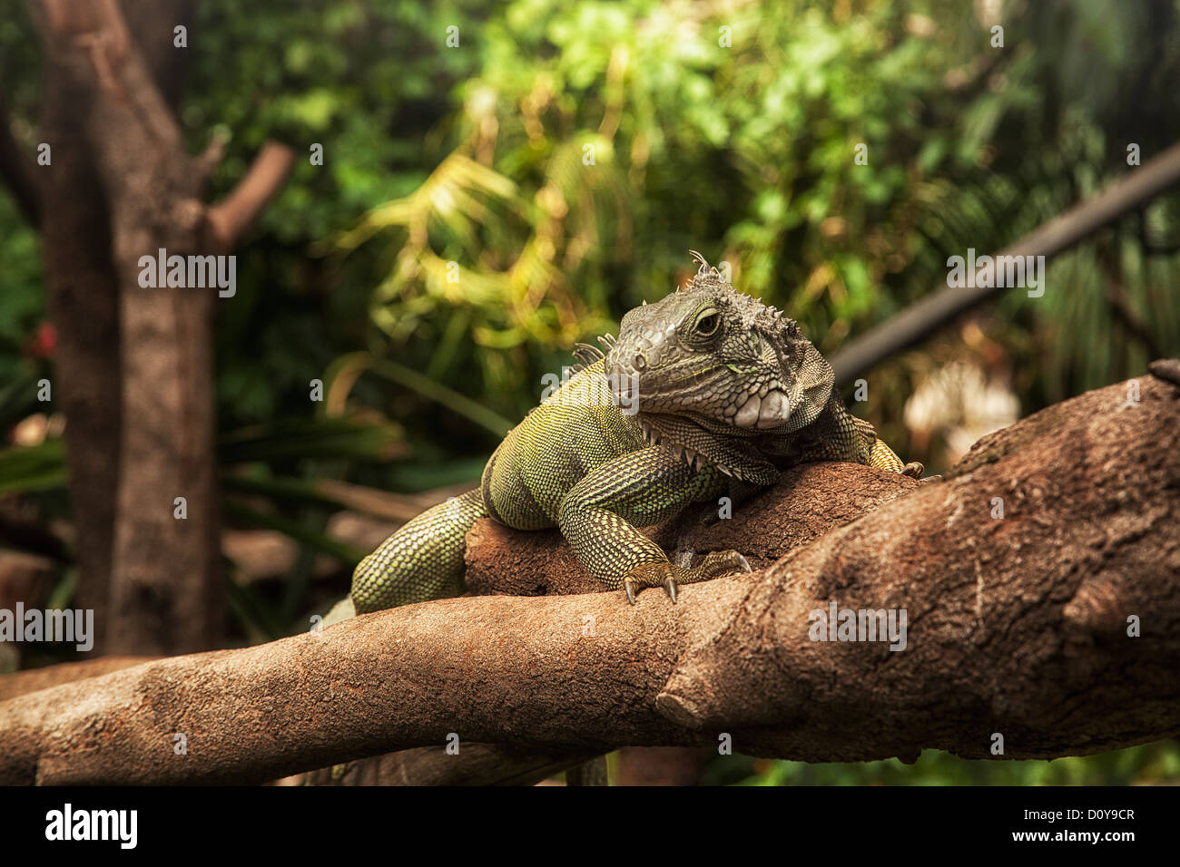 Iguana on a branch Stock Photo