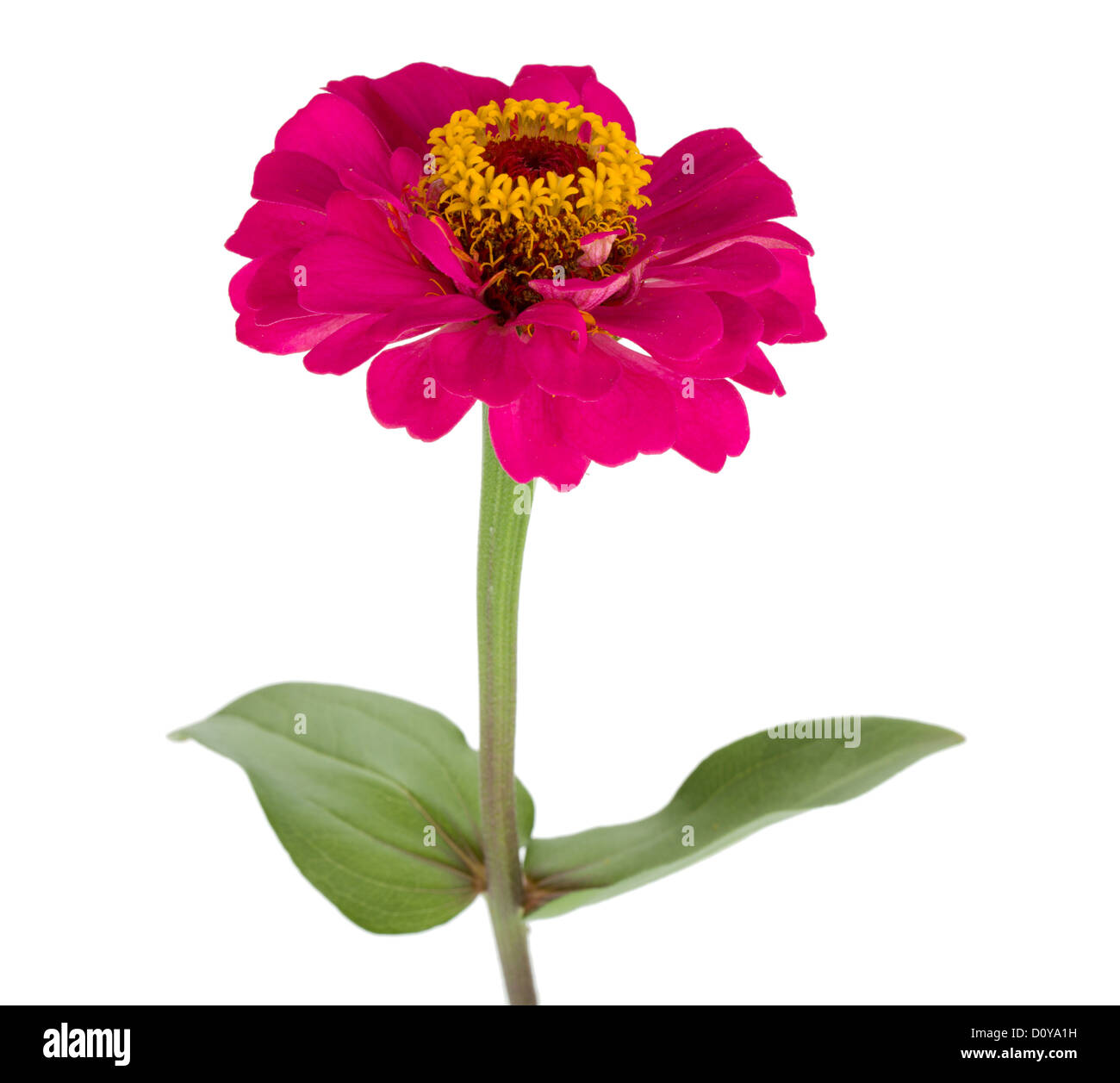 Red flower. Isolated on white background Stock Photo - Alamy