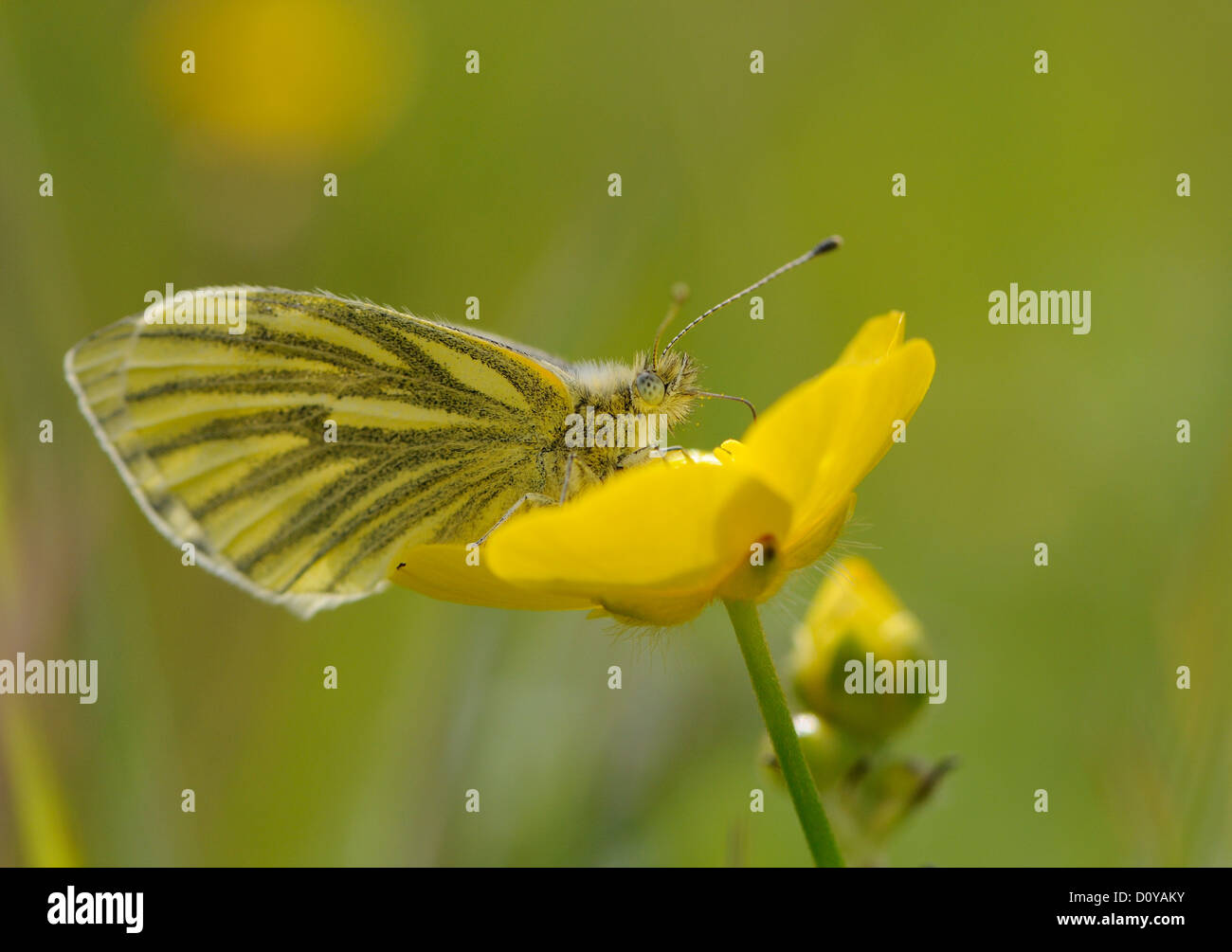 Butterfly scotland hires stock photography and images Alamy