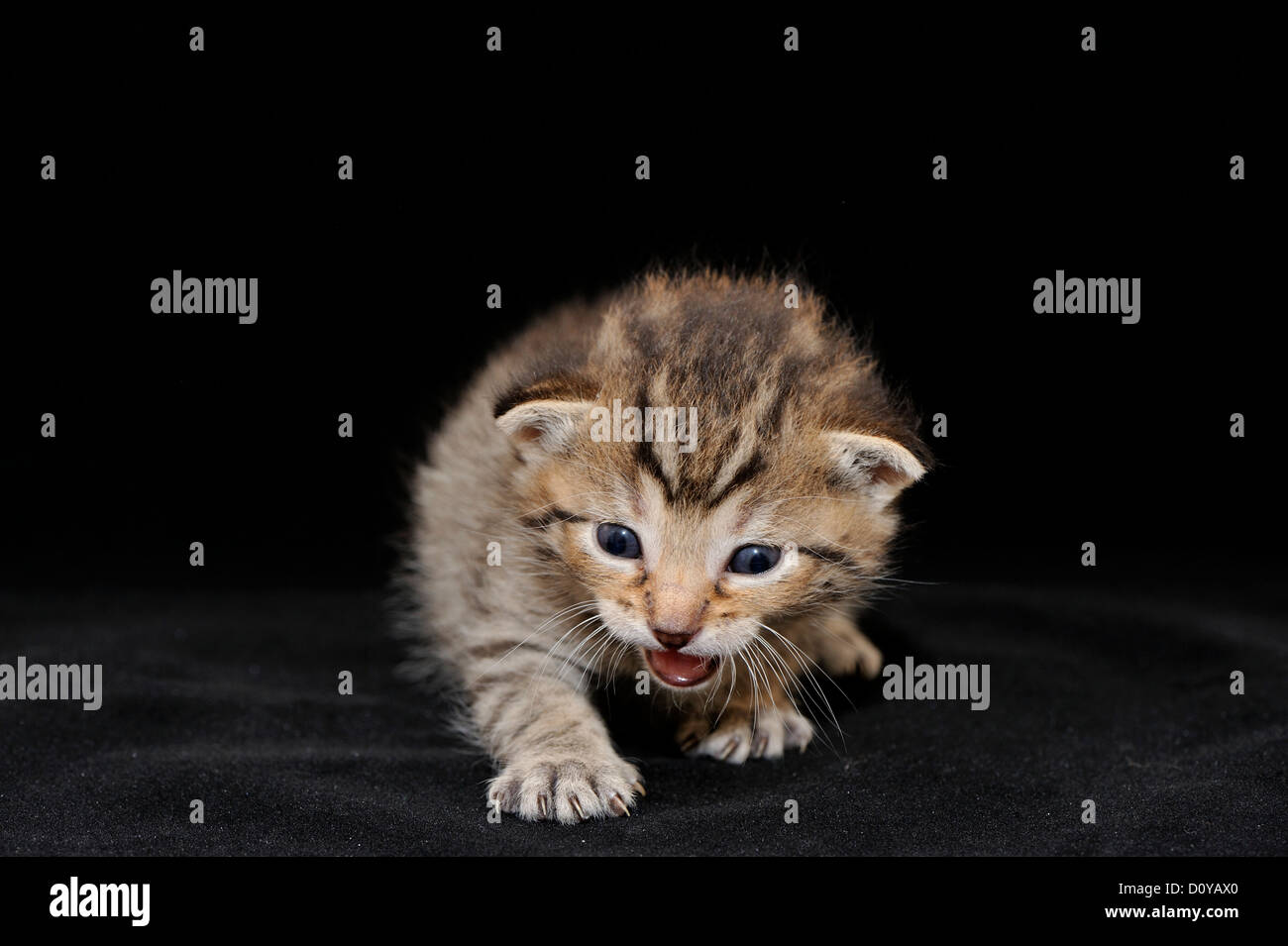 Domestic cat (Felis domesticus) Tabby kitten 18 days old Stock Photo