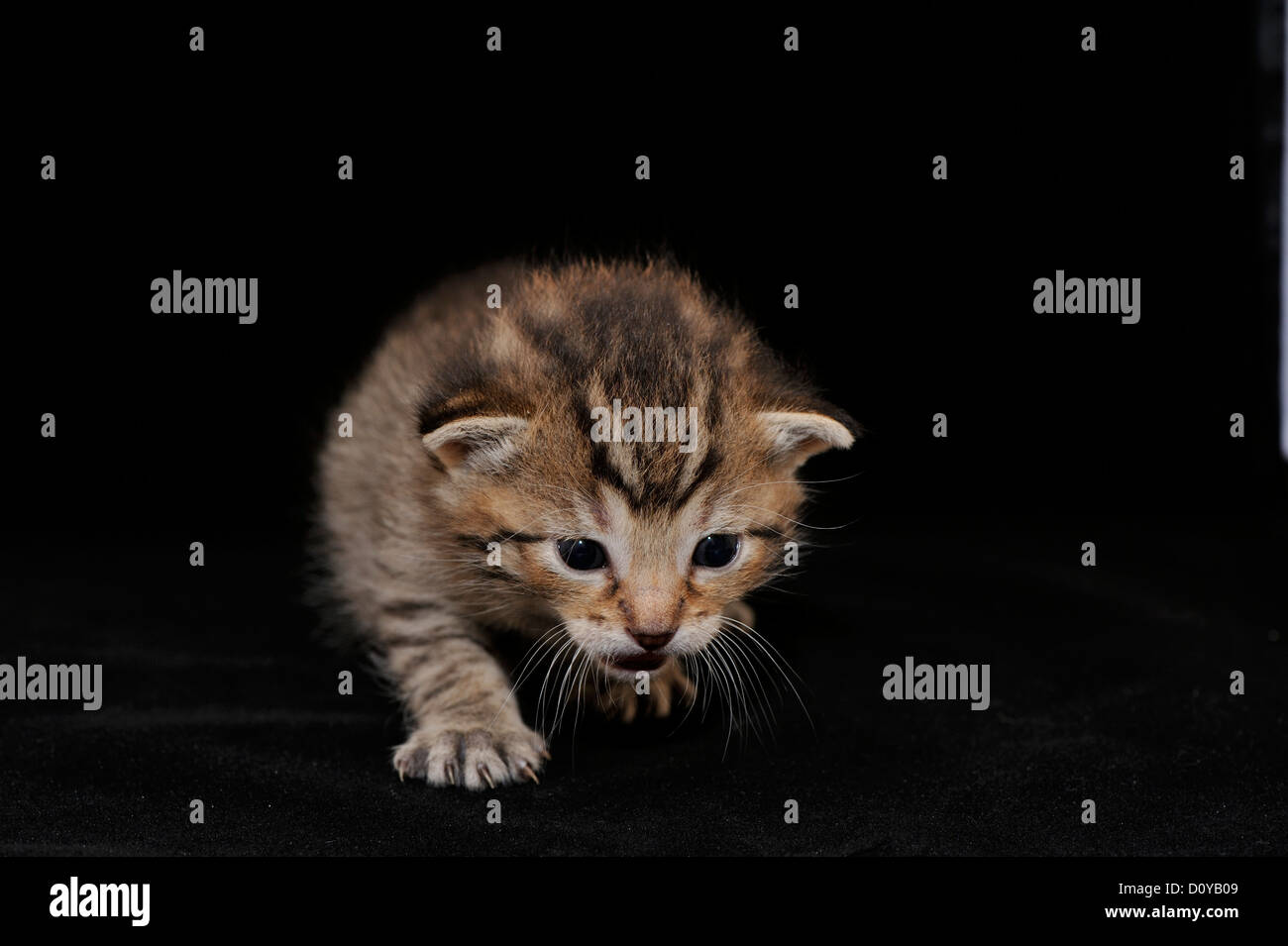 Domestic cat (Felis domesticus) Tabby kitten 18 days old Stock Photo
