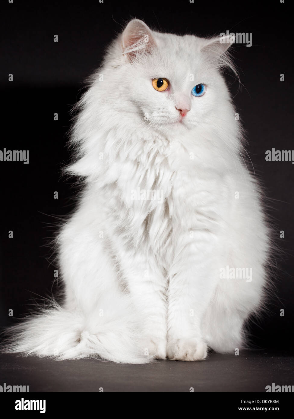 varicoloured eyes white cat Stock Photo