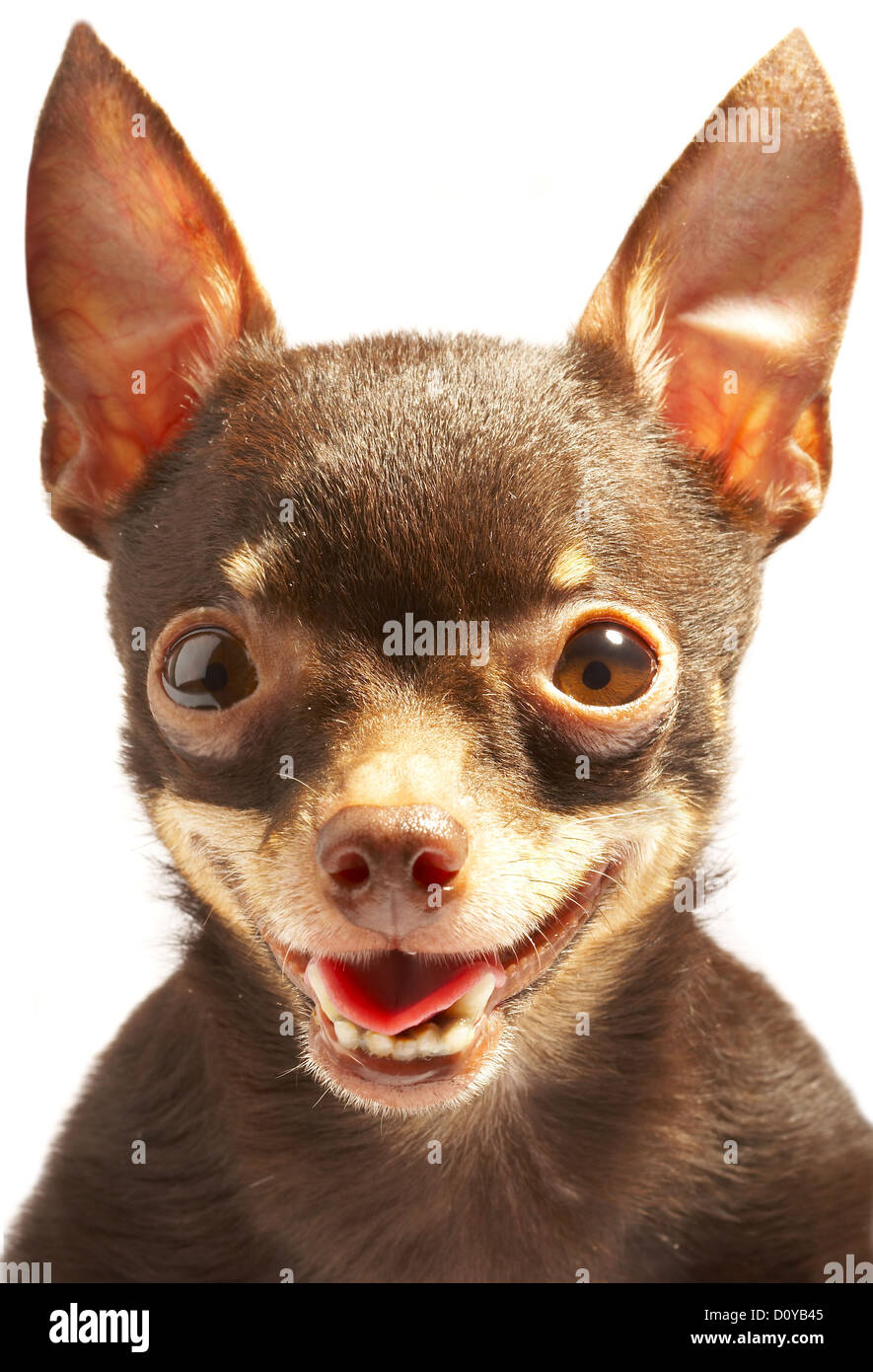 Russian toy-terrier.Ridiculous dog Stock Photo