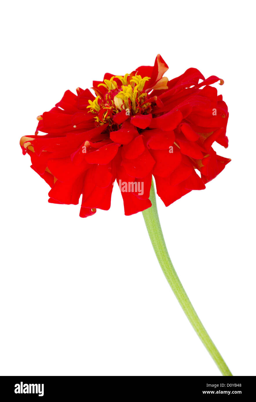 Red flower. Isolated on white background Stock Photo - Alamy