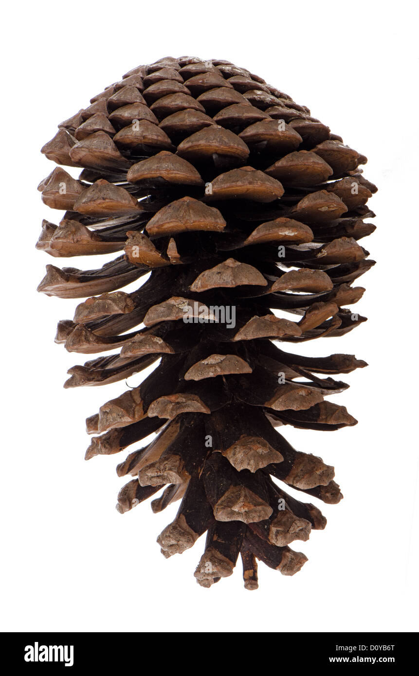 Natural pine cone isolated on white background Stock Photo - Alamy