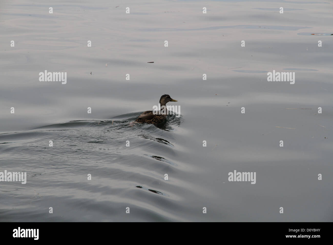 American Black Duck Stock Photo Alamy