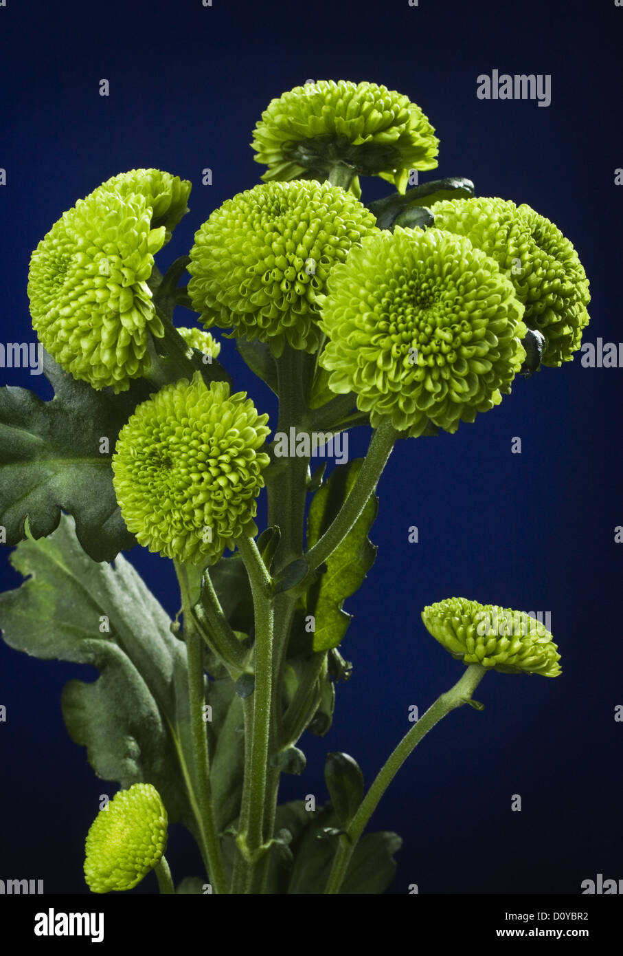 Chrysanthemum santini hires stock photography and images Alamy