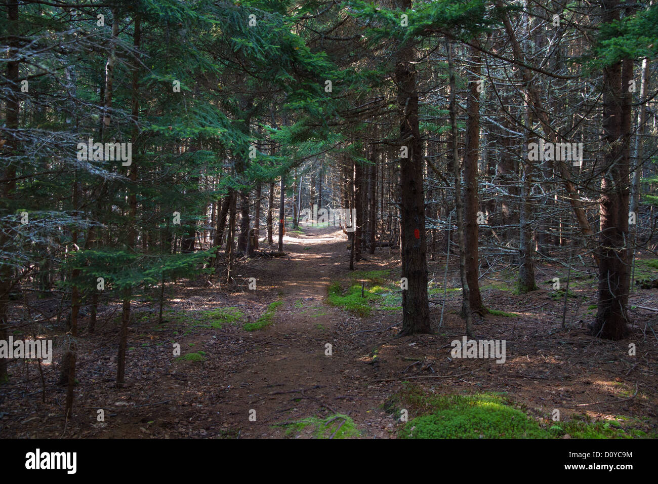 Evergreen coastal forest hi-res stock photography and images - Alamy