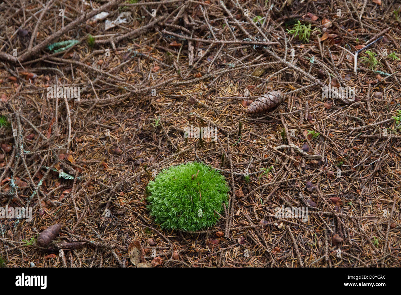 Moss forest floor hi-res stock photography and images - Alamy