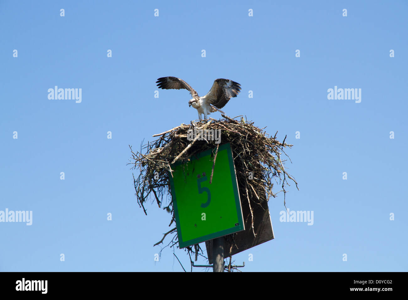 Osprey on Nest Stock Photo