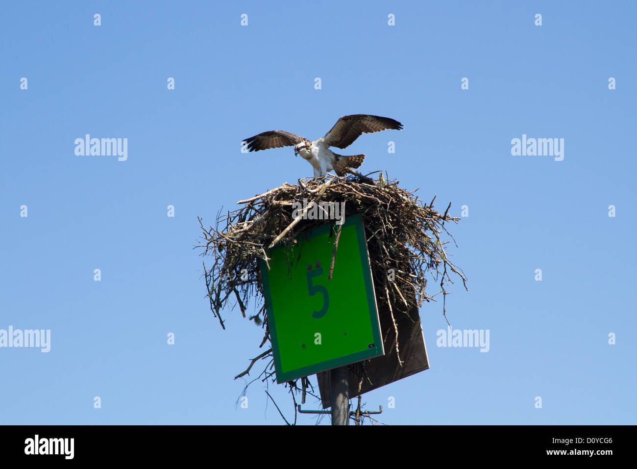 Osprey on Nest Stock Photo