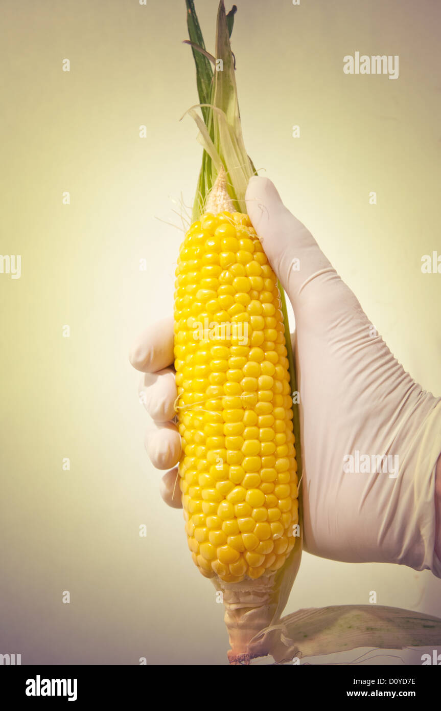 Sweet corn in engineering laboratory, gmo food concept Stock
