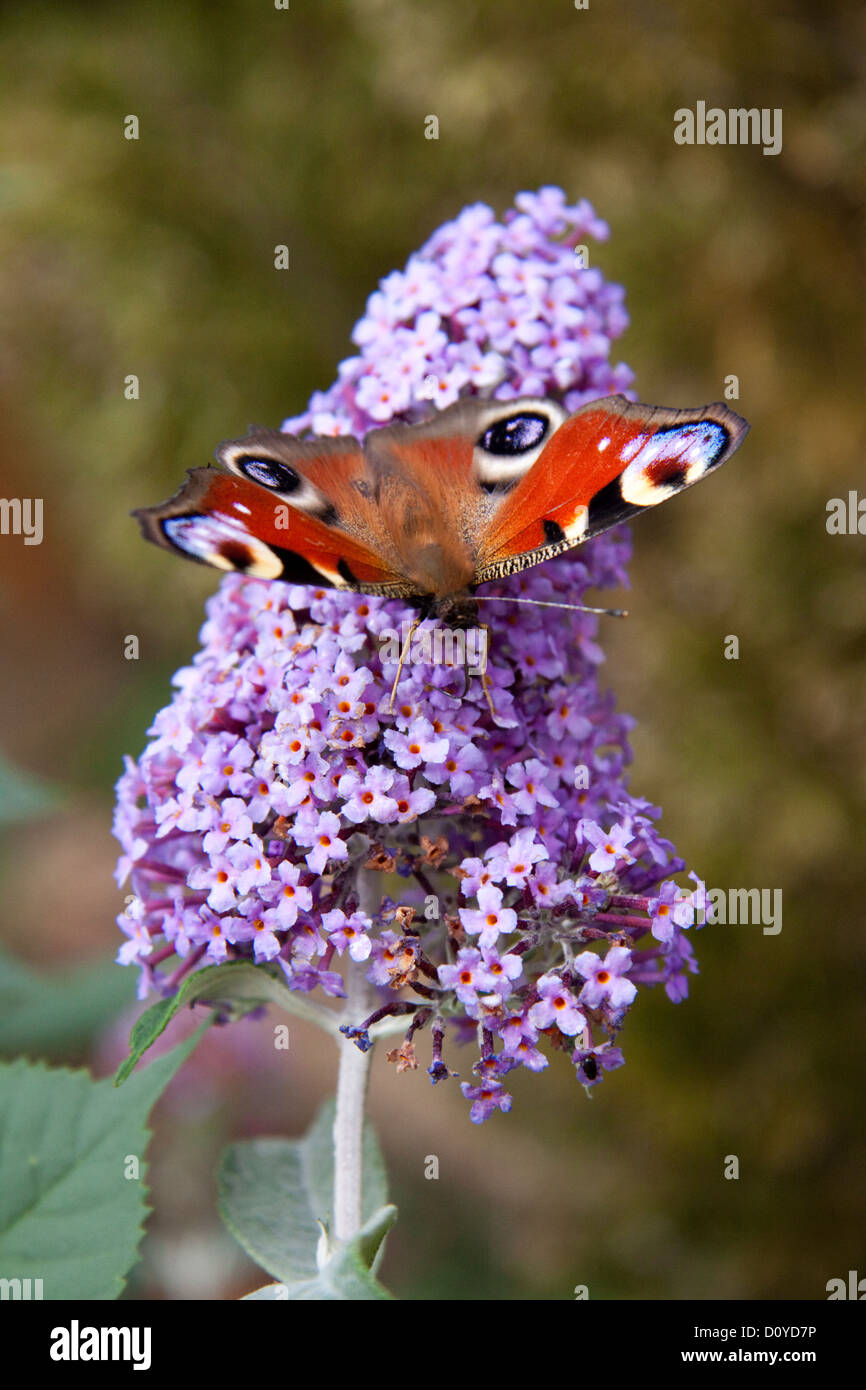 Peacock Butterfly on Buddleia Stock Photo - Alamy