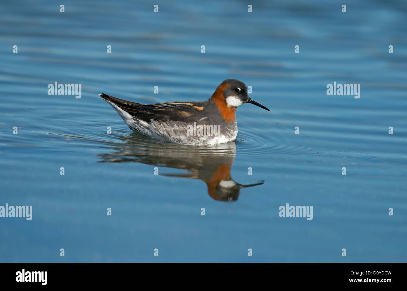 red-necked-phalarope-in-breeding-plumage-stock-photo-alamy