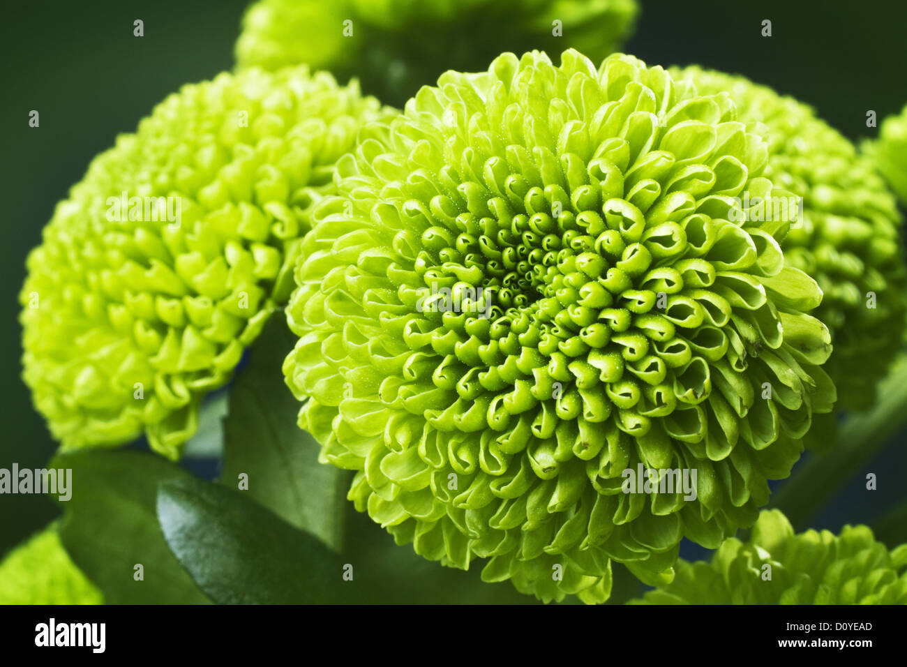 Green Chrysanthemum Flower Stock Photos & Green Chrysanthemum Flower
