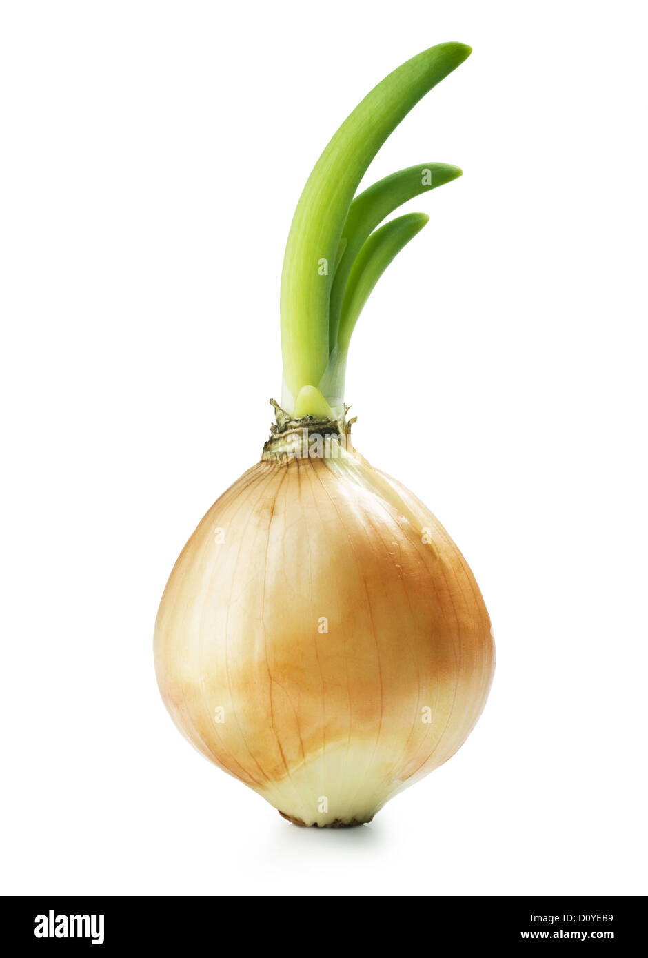 Onion seedling plant Cut Out Stock Images & Pictures - Alamy