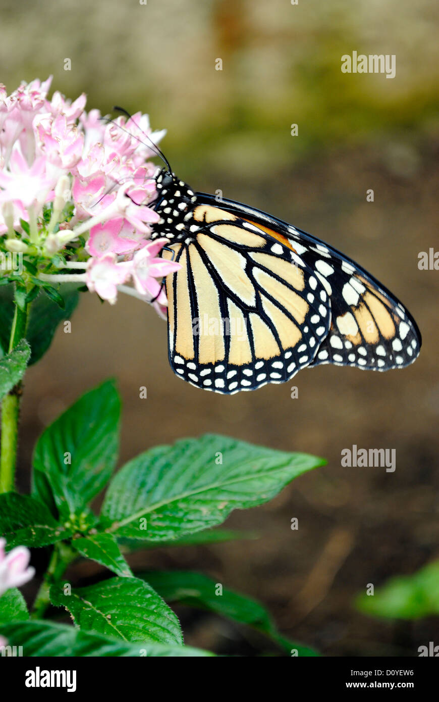 Monarch butterfly Latin name Danaus plexippus Stock Photo Alamy