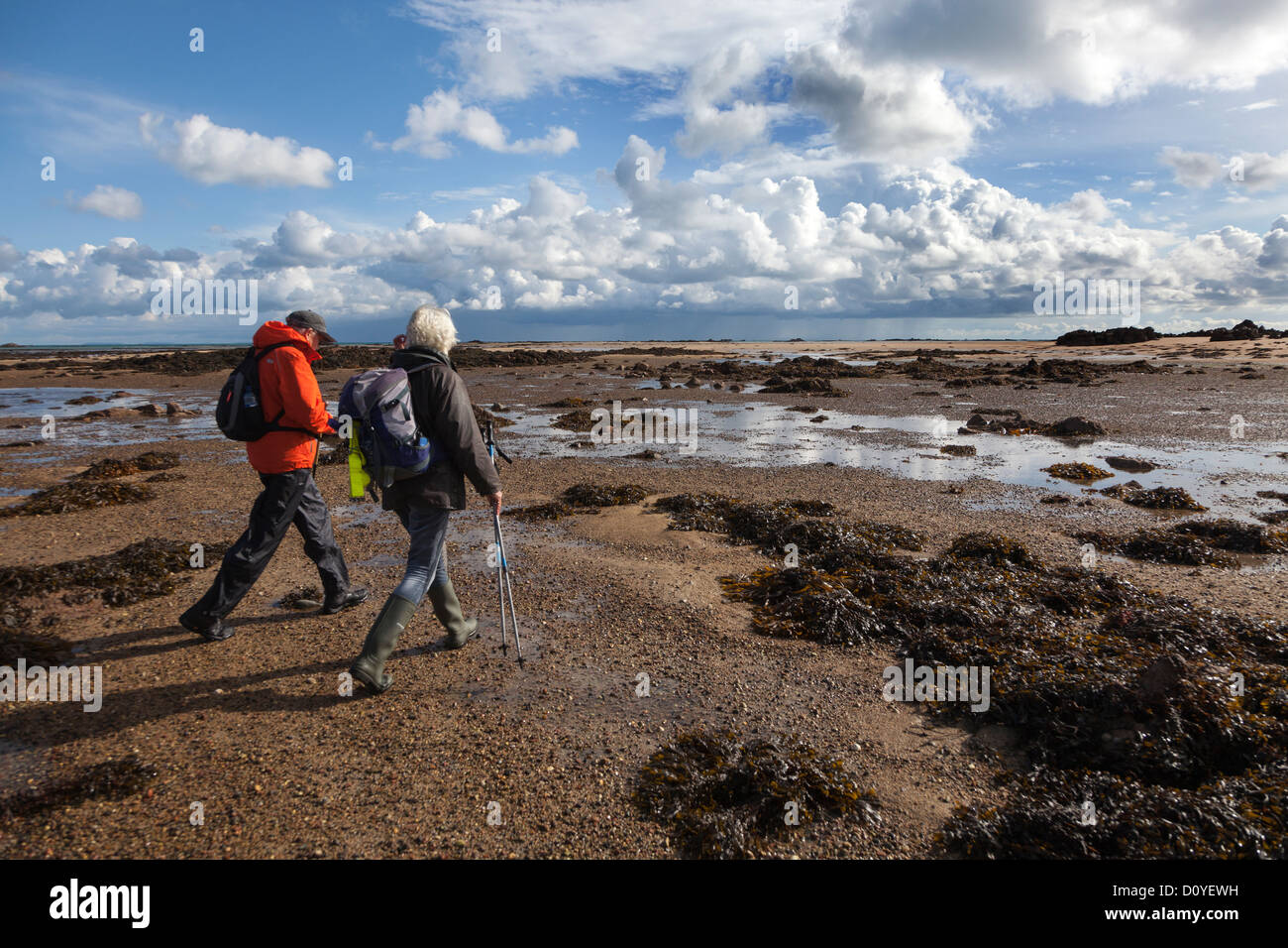 Tour guides walking across sand to Seymour Tower at low tide, Jersey