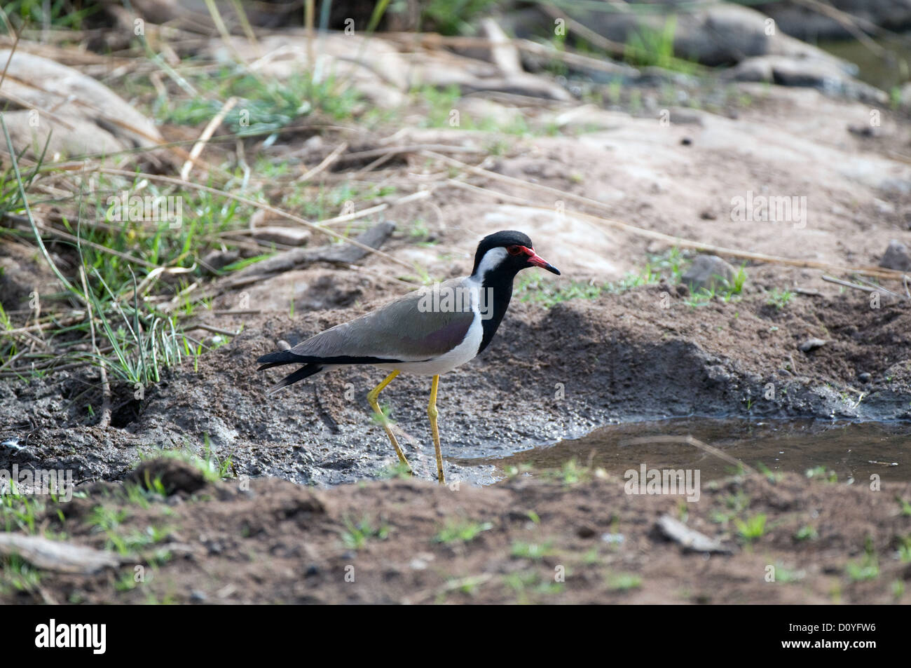 Red wattled lapwing by stream Stock Photo