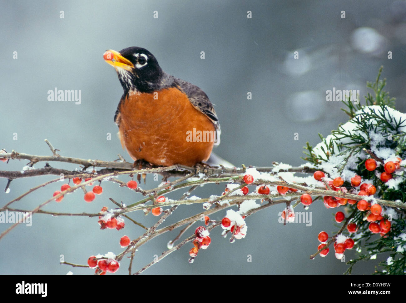 An American robin, Turdus migratorius, perches on snowy winter branch of holly holding berry in mouth, USA Stock Photo