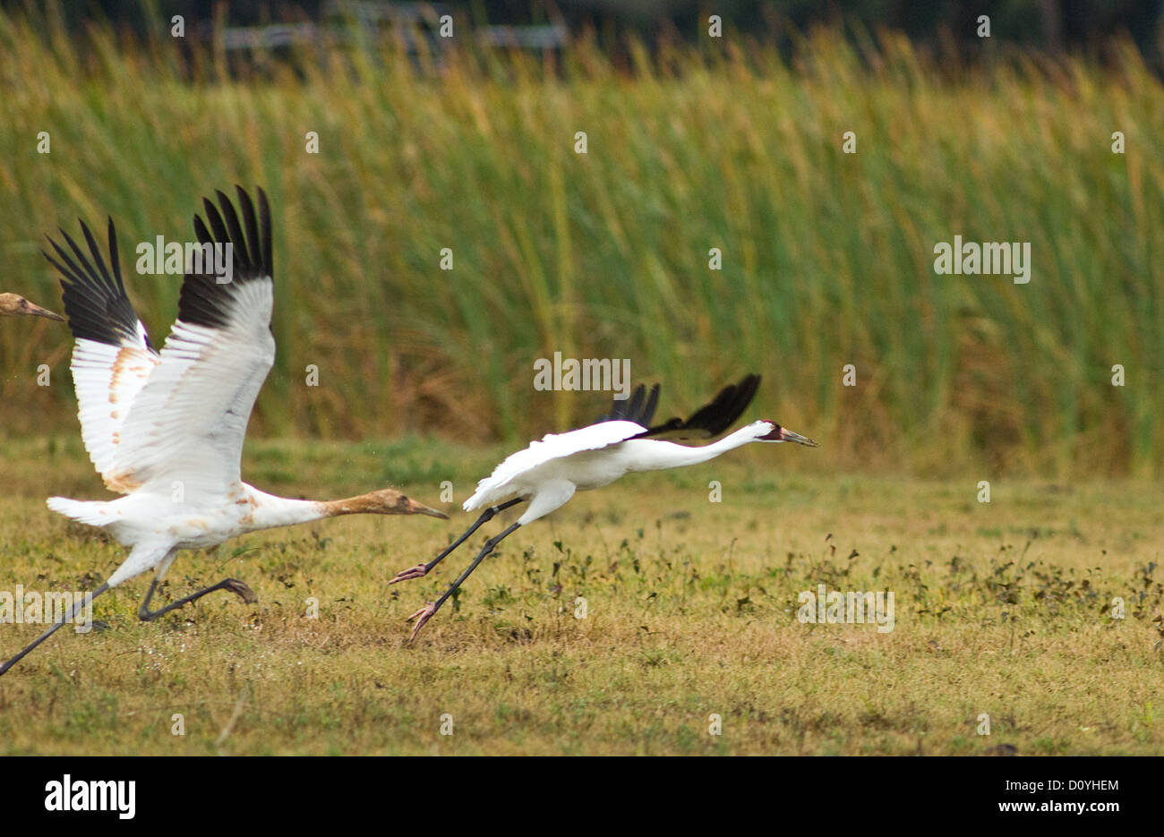 Two young whooping cranes (Grus americana) near Rcokport Texas Stock Photo