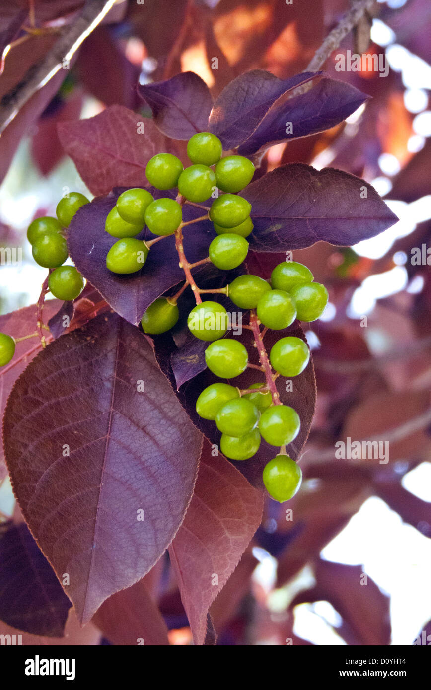 Green days hires stock photography and images Alamy
