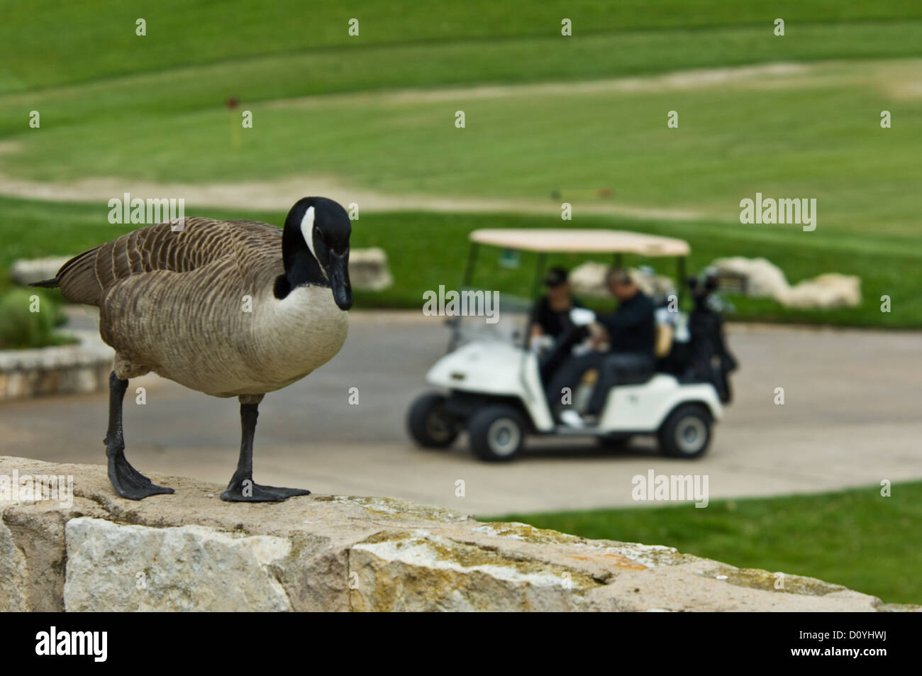 canada goose austin canada goose austin