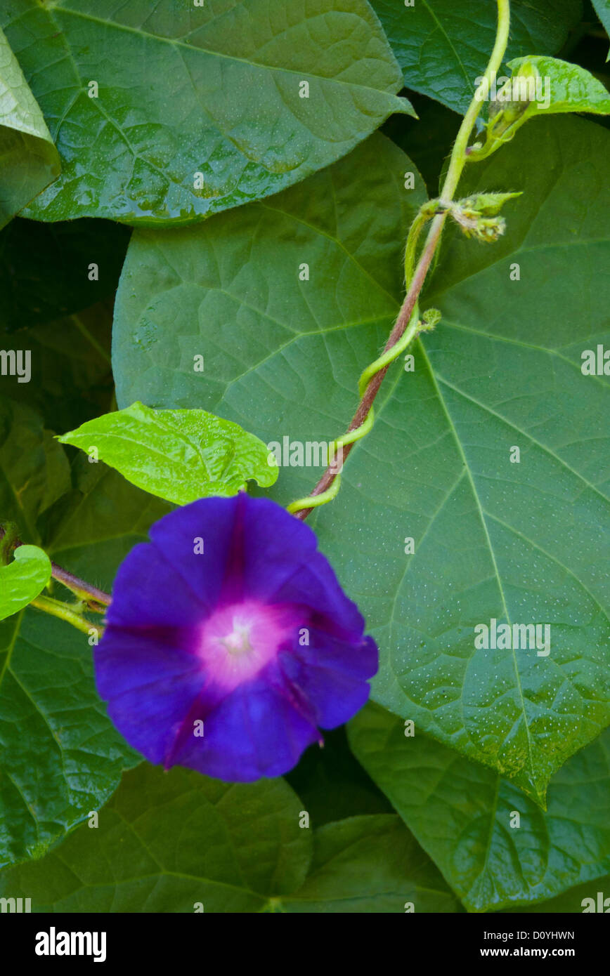 Morning glory and vine in summer garden, Maine Stock Photo