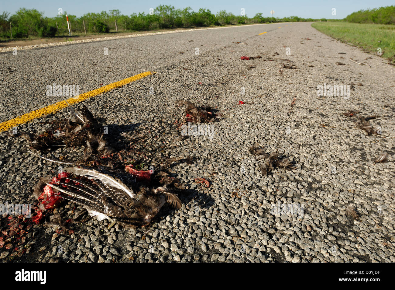 Wild turkey (Meleagris gallopavo) hit by a car and killed on a South Texas Highway Stock Photo