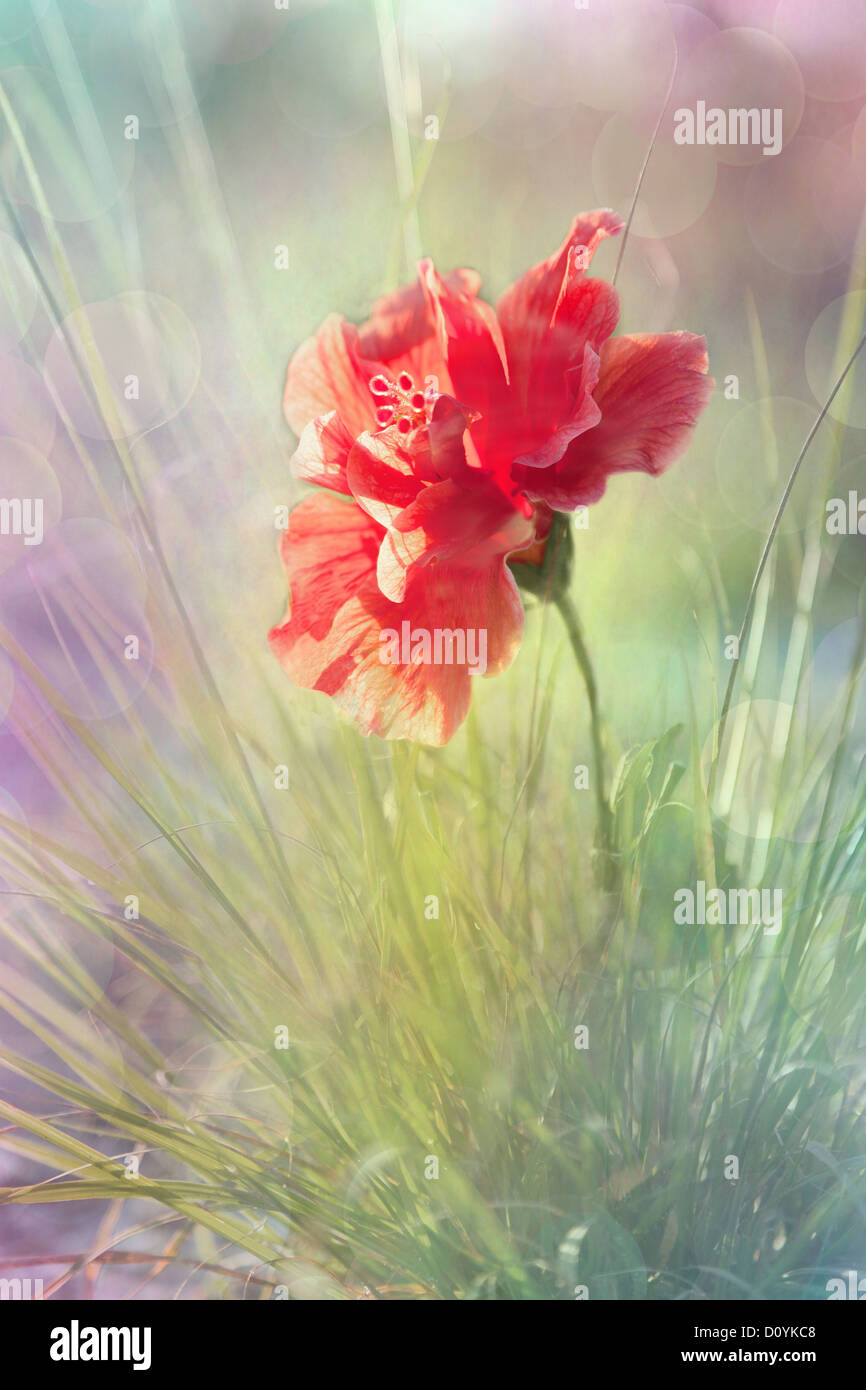 A textured red flower with sun flare Stock Photo